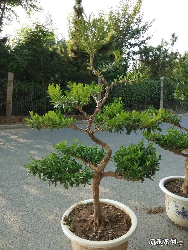 黄杨叶子干枯怎么办？