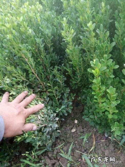 黄杨叶子干枯怎么办？