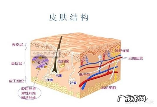 吃胶原蛋白真的可以美白吗?