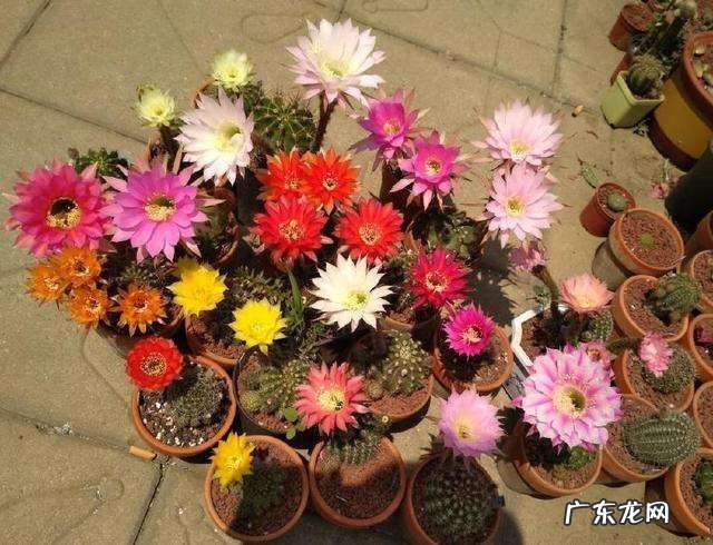 仙人球开花是什么兆头