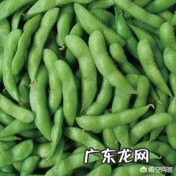 毛豆营养价值高还是黄豆营养价值高?