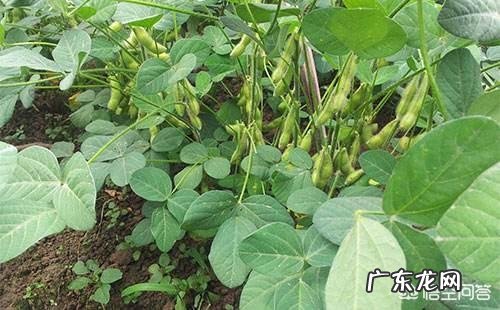 毛豆营养价值高还是黄豆营养价值高?