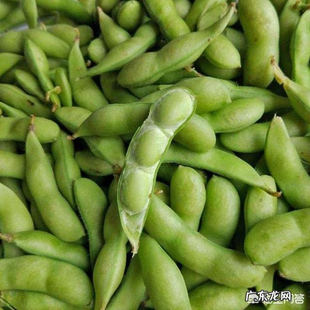 毛豆营养价值高还是黄豆营养价值高?