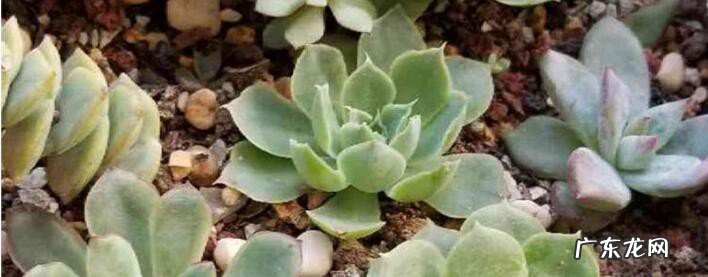 多肉秀妍养殖方法