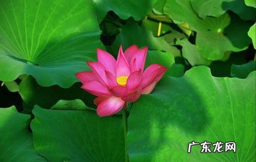 荷花的寓意是什么