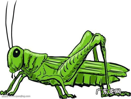 蝗虫能吃 为什么还会闹蝗灾