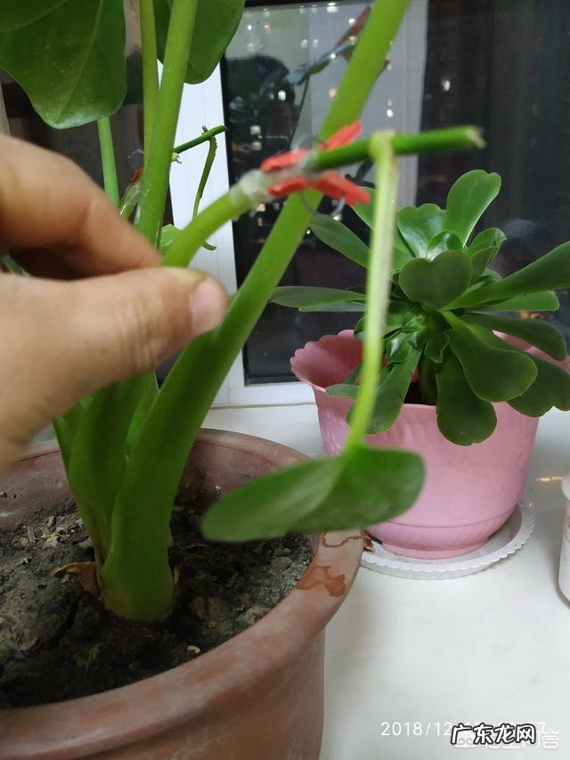 滴水观音在室内是否可以养殖?