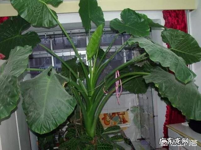 滴水观音在室内是否可以养殖?