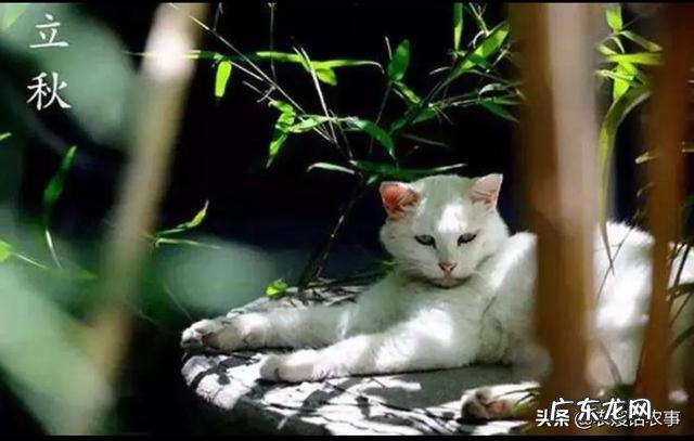 农村俗语“立秋不下雨,二十四个秋老虎”,到底什么意思?什么是秋老虎,厉害吗?