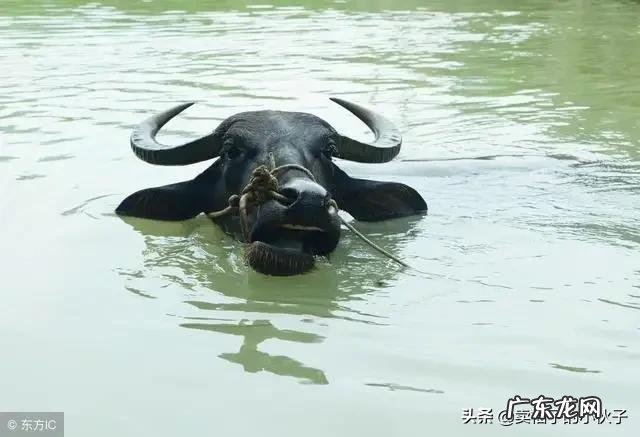 农村俗语“立秋不下雨，二十四个秋老虎”，到底什么意思？什么是秋老虎，厉害吗？