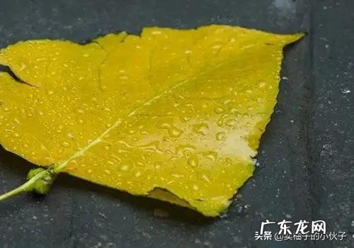 农村俗语“立秋不下雨，二十四个秋老虎”，到底什么意思？什么是秋老虎，厉害吗？