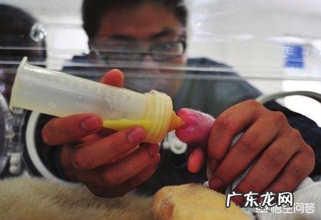 熊猫的初乳是什么颜色？