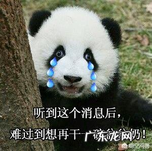 熊猫的初乳是什么颜色？