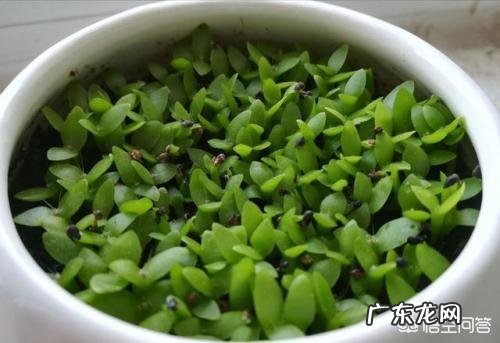 平时吃的火龙果如何用种子来栽培种植?