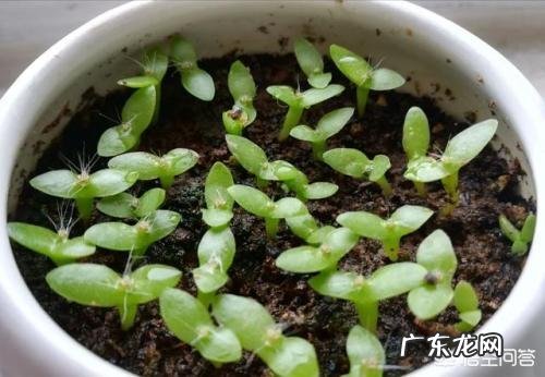 平时吃的火龙果如何用种子来栽培种植?