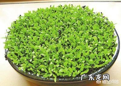 平时吃的火龙果如何用种子来栽培种植?