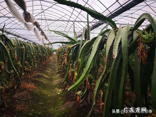 平时吃的火龙果如何用种子来栽培种植?