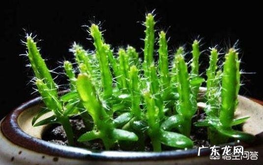 平时吃的火龙果如何用种子来栽培种植?