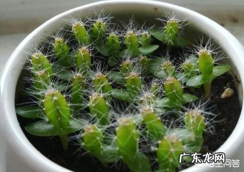 平时吃的火龙果如何用种子来栽培种植?