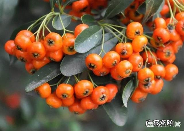 有人知道沙棘吗?有什么价值?