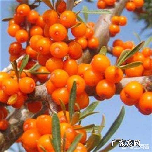 有人知道沙棘吗?有什么价值?