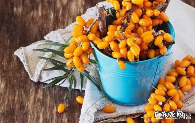 有人知道沙棘吗？有什么价值？