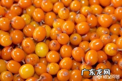 有人知道沙棘吗?有什么价值?