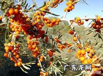 有人知道沙棘吗?有什么价值?