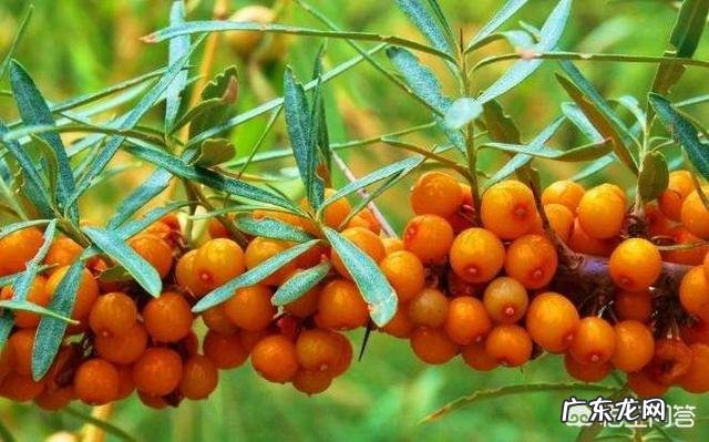 有人知道沙棘吗？有什么价值？