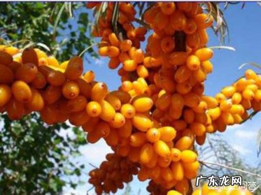 有人知道沙棘吗?有什么价值?