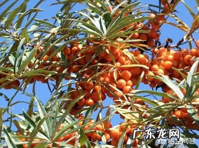 有人知道沙棘吗?有什么价值?