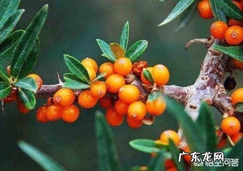 有人知道沙棘吗?有什么价值?