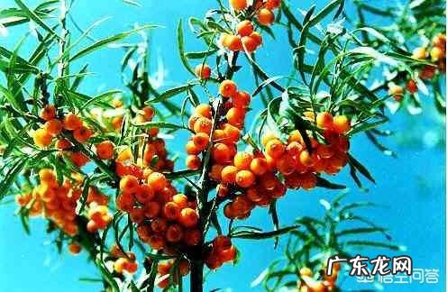 有人知道沙棘吗?有什么价值?