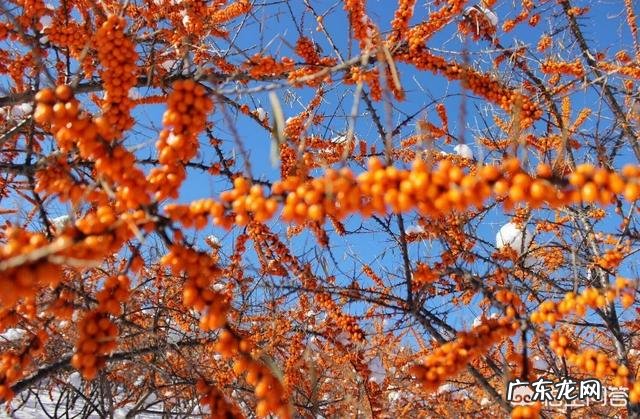 有人知道沙棘吗?有什么价值?