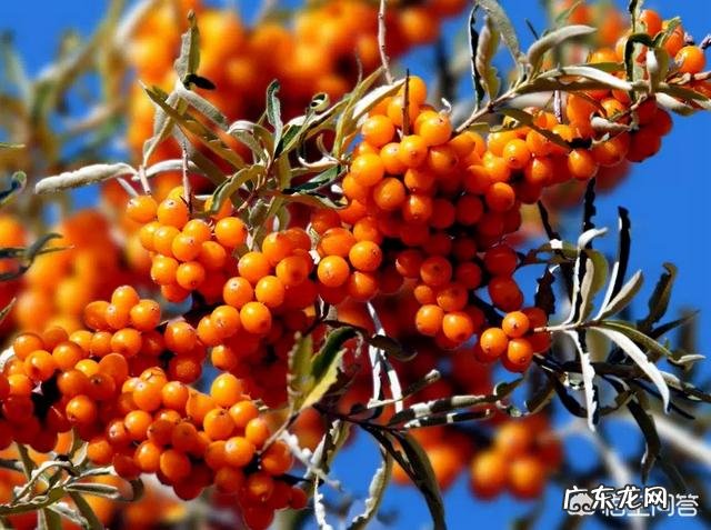 有人知道沙棘吗?有什么价值?