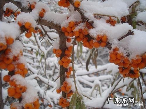 有人知道沙棘吗？有什么价值？