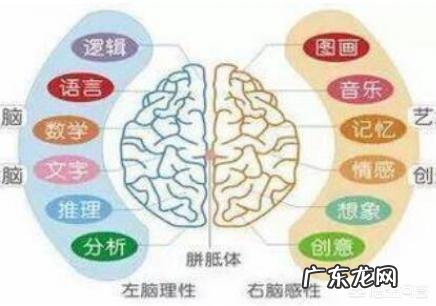 小孩的大脑潜能开发有多重要？