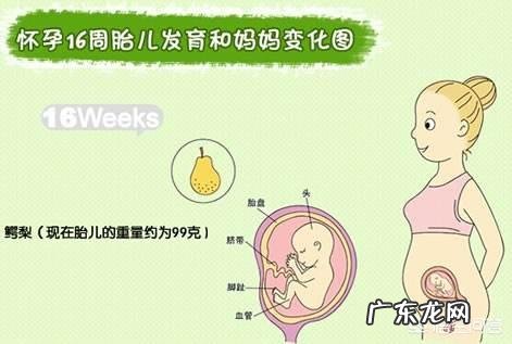 怀孕四个多月，胎儿头位是什么姿势照片？