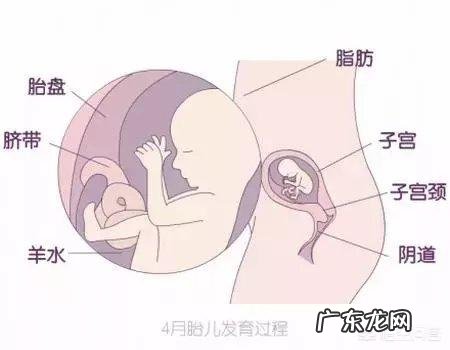 怀孕四个多月,胎儿头位是什么姿势照片?