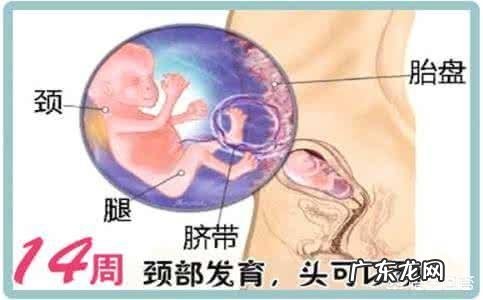 怀孕十四周多,已经有胎动了,是缺氧吗?该怎么办?