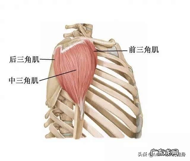如何用亚铃练三角肌?
