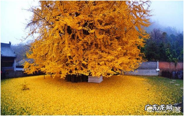 为什么很多城市绿化热衷栽银杏树?