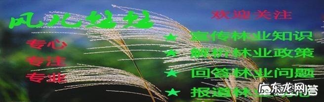 为什么很多城市绿化热衷栽银杏树?