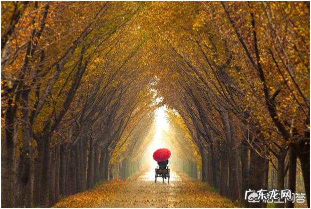 为什么很多城市绿化热衷栽银杏树?