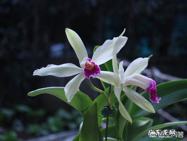 一个人的手臂被截断之后,断掉的手臂上还有经络和穴位吗?再接上去之后呢?