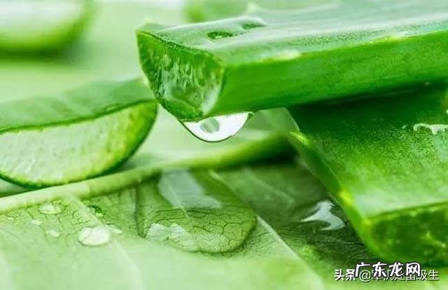 芦荟有什么功效?