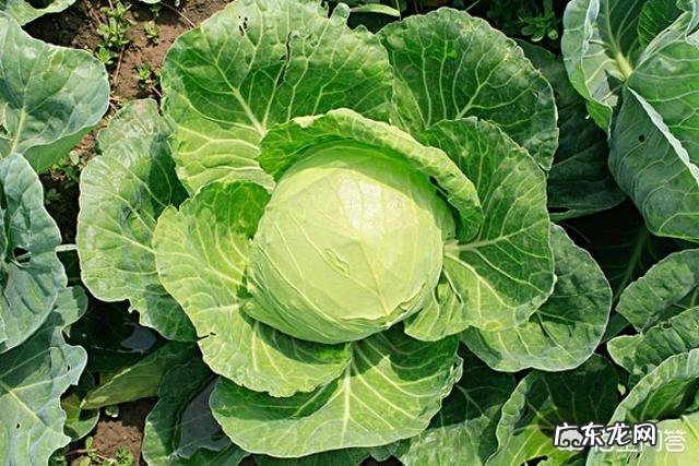 吃什么菜能养肝?