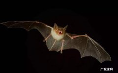 蝙蝠遇到人会怎么做