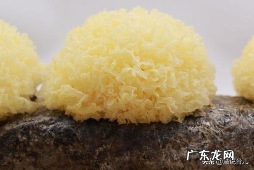 孕妇可以喝银耳莲子羹吗？