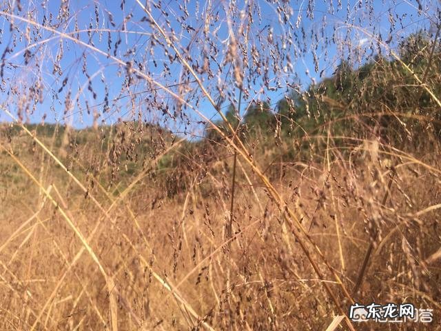 冬天喝茶有什么需要讲究的吗?冬天怎么喝茶对身体健康比较好?